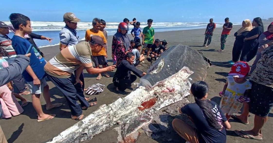 Hiu Tutul Langka Terdampar di Cilacap, Dagingnya Jadi Rebutan Warga